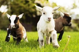 newgrangefarm slider 2 1030x687